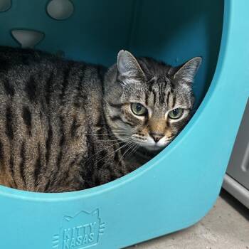 Domestic Short Hair Cats Available for Adoption - Beefcake | PetCurious