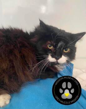 Aube -  Domestic Short Hair Cat for Adoption in Delson, Quebec - Aube | PetCurious
