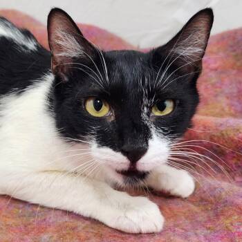 Sweet Berkey -  Domestic Short Hair Cat for Adoption in New York, New York - Sweet Berkey | PetCurious