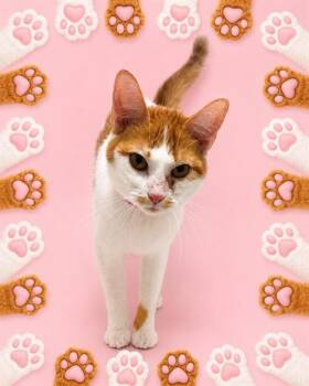 GIZELLE -  Domestic Short Hair Cat for Adoption - GIZELLE | PetCurious
