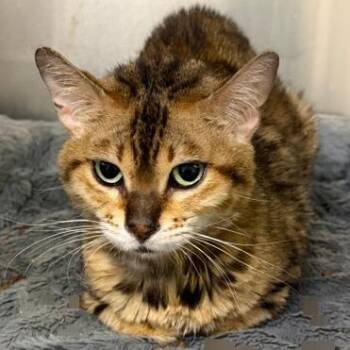 Hazelnut -  Domestic Short Hair Cat for Adoption in Cumming, Georgia - Hazelnut | PetCurious