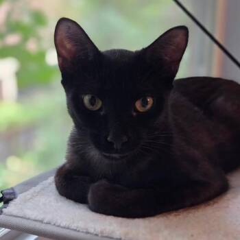Royal -  Domestic Short Hair Cat for Adoption in Evanston, Illinois - Royal | PetCurious