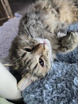 Domestic Long Hair Cats Available for Adoption - Eros | PetCurious