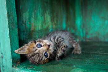 Jim -  Domestic Short Hair Cat for Adoption in San Antonio, Texas - Jim | PetCurious