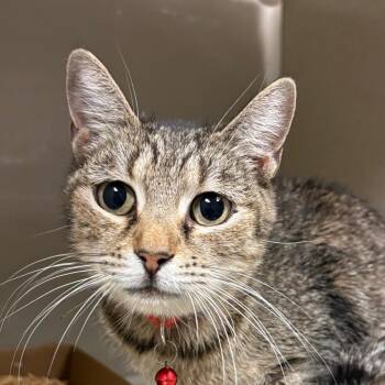 Domestic Short Hair Cats Available for Adoption - Zoe | PetCurious