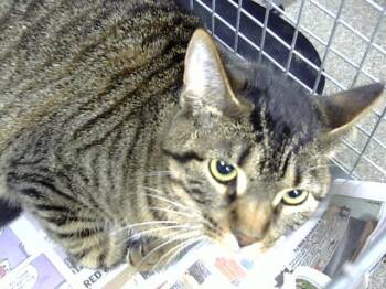 Domestic Short Hair Cats Available for Adoption - SATEEN | PetCurious