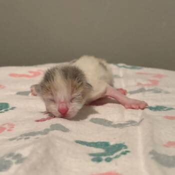 Domestic Short Hair Cats Available for Adoption in Fort Collins, Colorado - Scone | PetCurious