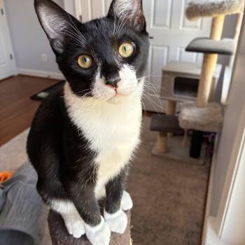 Warrior Cat Tallstar -  Domestic Short Hair Cat for Adoption in Leesburg, Virginia - Warrior Cat Tallstar | PetCurious