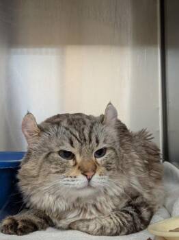 Domestic Short Hair Cats Available for Adoption in Montreal, Quebec - Rorik | PetCurious