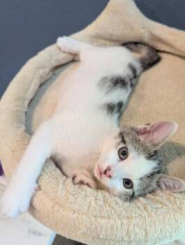 Zap -  Domestic Short Hair Cat Available for Adoption in Oviedo, Florida - Zap | PetCurious