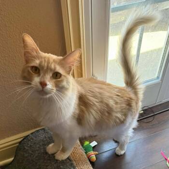 Butters -  Maine Coon and Domestic Long Hair Cat for Adoption in Yorba Linda, California - Butters | PetCurious