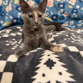 Lainey -  Dilute Tortoiseshell Cat for Adoption in Beach Park, Illinois - Lainey | PetCurious