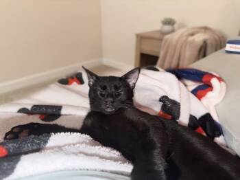 Lobstah -  American Shorthair Cat for Adoption in Maitland, Florida - Lobstah | PetCurious