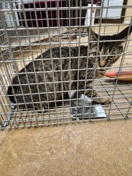 Domestic Short Hair Cats Available for Adoption in New Braunfels, Texas - Angulo Feral 3 | PetCurious