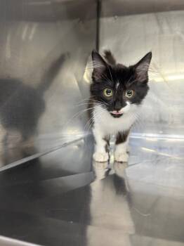 Zena -  Domestic Medium Hair Cat for Adoption in Murray, Kentucky - Zena | PetCurious