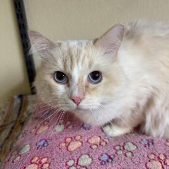 Ragdoll Cats Available for Adoption in Pontiac, Illinois - Lumen | PetCurious