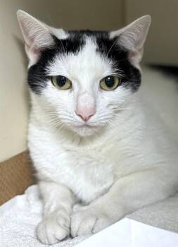 POLKA DOT -  Domestic Short Hair Cat Available for Adoption in Dedham, Massachusetts - POLKA DOT | PetCurious
