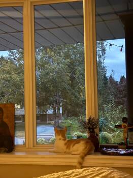 Doris 2 -  Domestic Short Hair Cat for Adoption in Arthur, Ontario - Doris 2 | PetCurious