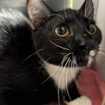 Channing -  Domestic Short Hair Cat for Adoption in Norman, Oklahoma - Channing | PetCurious