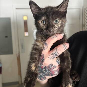 Tazia -  Domestic Short Hair Cat for Adoption in Hopewell, Virginia - Tazia | PetCurious