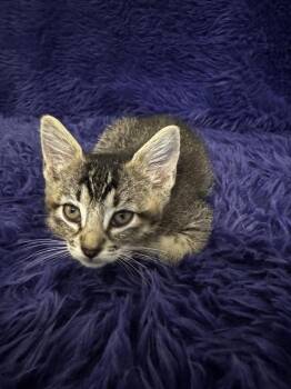 Mesquite -  Tabby Cat Available for Adoption in San Antonio, Texas - Mesquite | PetCurious