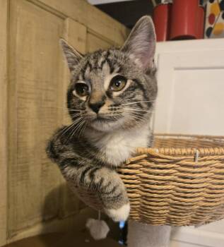Mary Jane -  Domestic Short Hair Cat for Adoption in Sioux Falls, South Dakota - Mary Jane | PetCurious