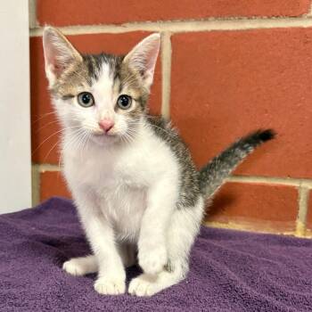 Mort -  Domestic Short Hair Cat for Adoption in Cabot, Arkansas - Mort | PetCurious