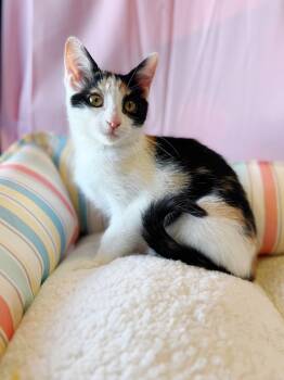 Rescue Calico Cats for Adoption in Effingham, Illinois - Frappe | PetCurious