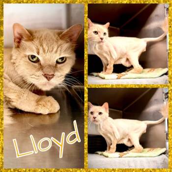 Domestic Medium Hair Cats Available for Adoption - Lloyd | PetCurious