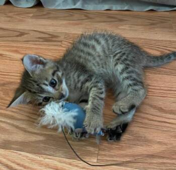 Robin -  Domestic Short Hair Cat for Adoption in Vancouver, Washington - Robin | PetCurious