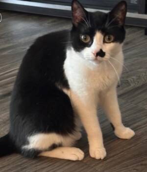 Kiki -  Domestic Short Hair Cat for Adoption in Andover, Connecticut - Kiki | PetCurious