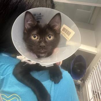 Downy -  Domestic Short Hair Cat for Adoption in Westhampton, New York - Downy | PetCurious