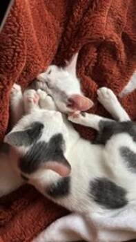 Moochie -  Domestic Short Hair Cat for Adoption in Montreal, Quebec - Moochie | PetCurious