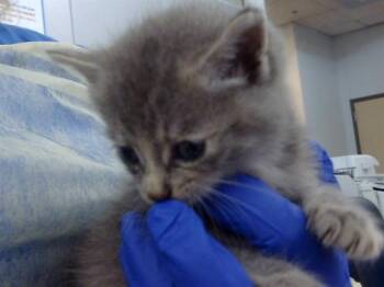 Domestic Long Hair Cats Available for Adoption in Dallas, Texas - DAHLIA | PetCurious