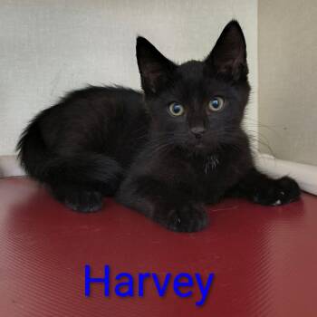 Harvey -  Domestic Short Hair Cat for Adoption in Saint Marys, Pennsylvania - Harvey | PetCurious