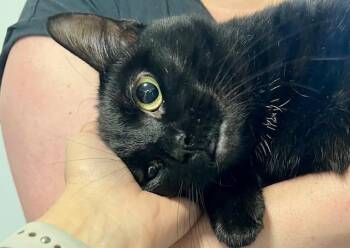Rescue Domestic Short Hair Cats for Adoption in Kankakee, Illinois - Raven | PetCurious