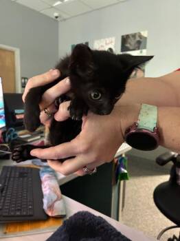 A138337 -  Domestic Short Hair Cat for Adoption in Palmetto, Florida - A138337 | PetCurious