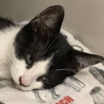 Winnie (beige collar) -  Domestic Short Hair Cat for Adoption in Redwood City, California - Winnie (beige Collar) | PetCurious