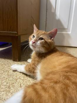 Rescue Domestic Short Hair Cats for Adoption in Shakespeare, Ontario - Munchkin | PetCurious