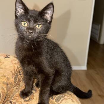 Goku -  Domestic Short Hair Cat for Adoption in Bentonville, Arkansas - Goku | PetCurious
