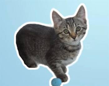 Domestic Short Hair Cats Available for Adoption in Sarasota, Florida - DAKOTA | PetCurious