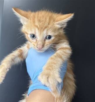 Rescue Domestic Short Hair Cats for Adoption in San Bernardino, California - PUMPKIN | PetCurious