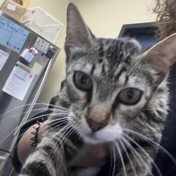 Shayla -  Domestic Short Hair Cat for Adoption in Galveston, Texas - Shayla | PetCurious