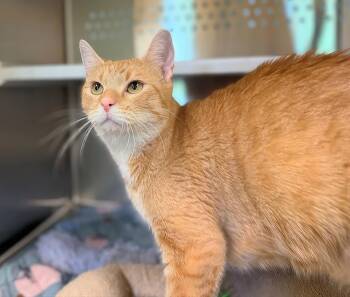 Sunny -  Domestic Short Hair Cat for Adoption in Nashville, Tennessee - Sunny | PetCurious