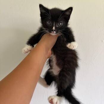 Skipjack -  Domestic Short Hair Cat Available for Adoption in Talent, Oregon - Skipjack | PetCurious