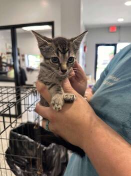 Rescue Domestic Short Hair Cats for Adoption in Republic, Missouri - 2025-0487 | PetCurious