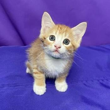 Domestic Short Hair Cats Available for Adoption in North Myrtle Beach, South Carolina - Jacoby | PetCurious