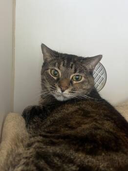 Domestic Short Hair Cats Available for Adoption in Reisterstown, Maryland - Dolja | PetCurious
