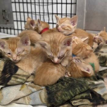 Rescue Domestic Short Hair Cats for Adoption in Kingman, Kansas - Tigger (lime Collar) | PetCurious