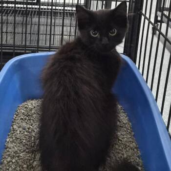 Sharona -  Domestic Medium Hair Cat for Adoption in Montgomery, Alabama - Sharona | PetCurious